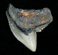Blueish Fossil Galeocerdo Tooth (Tiger Shark) #5158-1